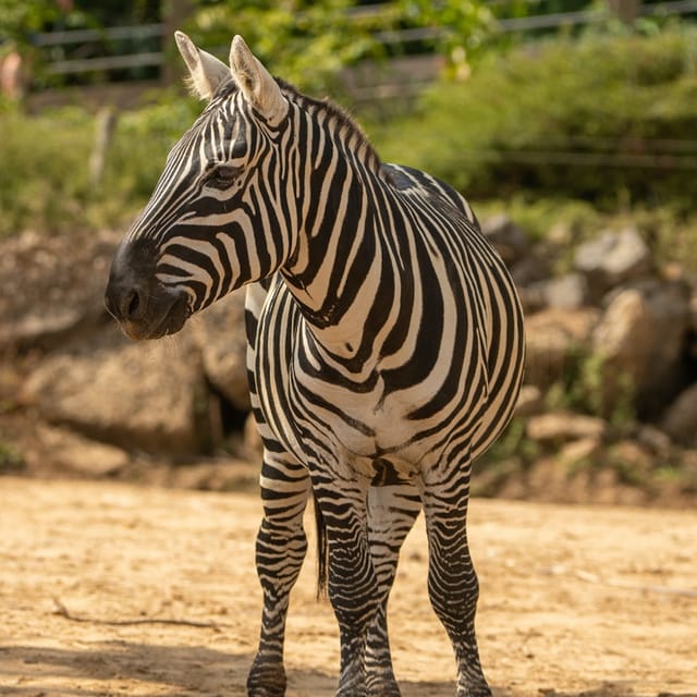 Colchester Zoo - Photo 1 of 6